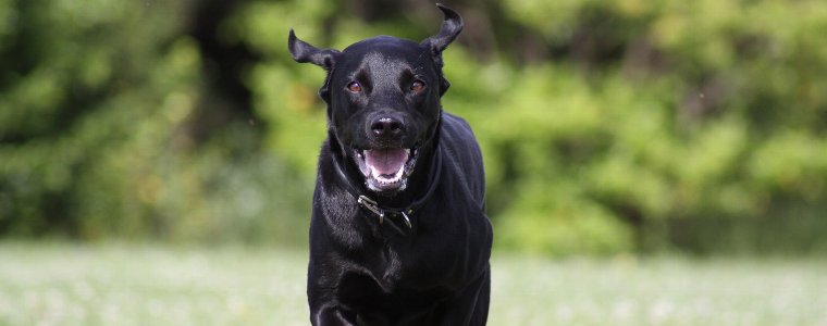 英国　ヒルトンハーブについて語っています。