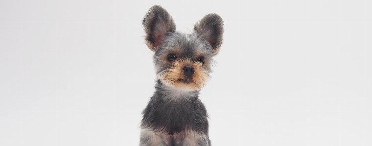 消臭する前に知っておきたい犬の臭いの原因と対策