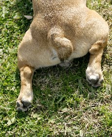 肉球の手入れと注意点