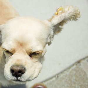 耳の中の掃除方法