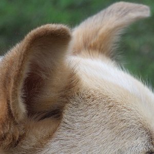 耳の外側部分の掃除方法