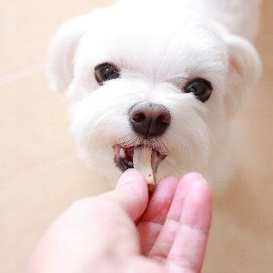 おやつの与え方