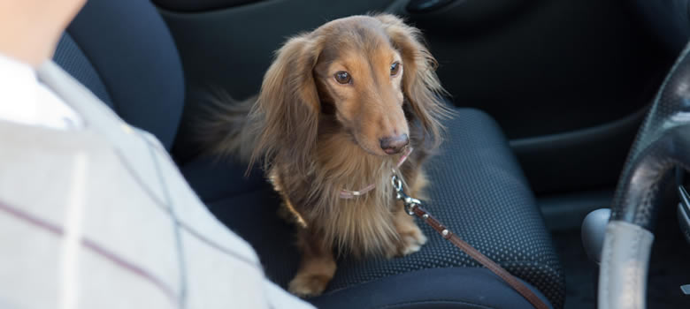 車で犬とお出かけ!でも、これって車酔いの症状?犬の乗り物酔いの対策方法を知ろう
