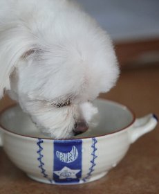 ヤラー犬の食事画像