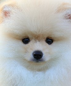 タンパク質不足が毛並みの悪化につながる