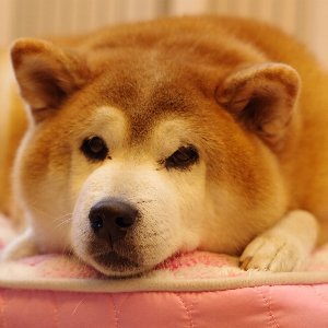 尿漏れの特徴