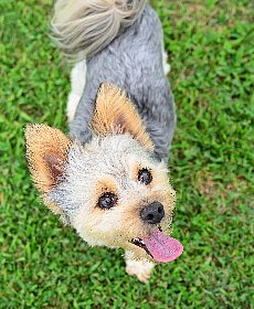 ドライフードラインナップ