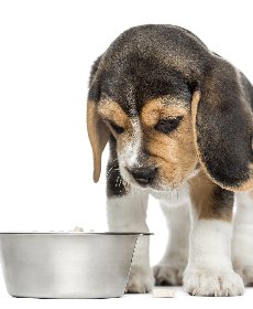 食欲不振や下痢の症状が出る