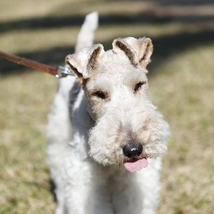 犬の散歩を楽しくさせる