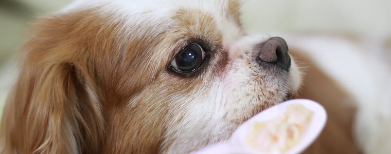 老犬がドッグフードを食べない時は?シニア犬の食事に関する基礎知識ついて振り返ります。