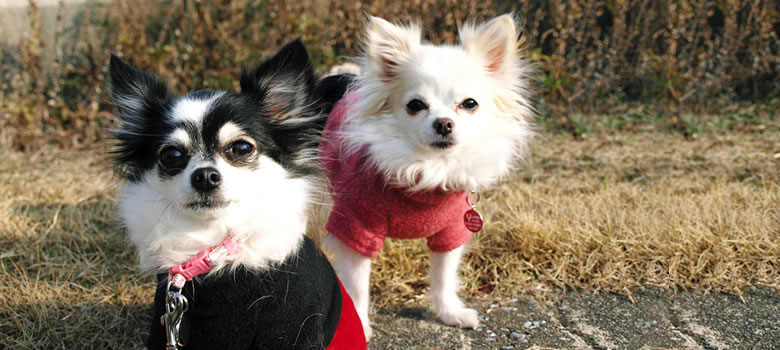 犬と過ごす冬の寒さ対策