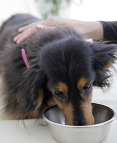 ワンちゃん食事中の画像