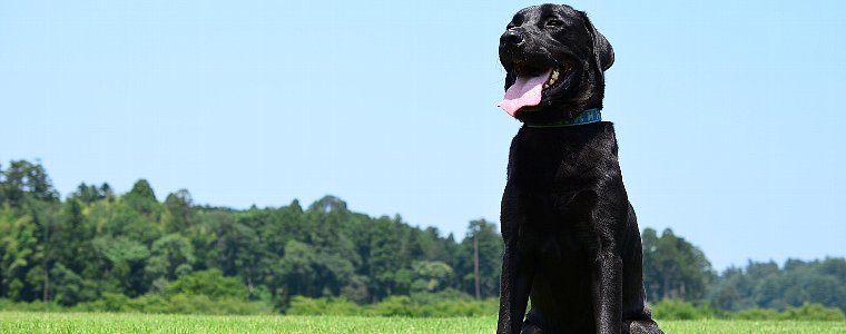 おすすめウェットタイプドッグフード！Natural Balance(ナチュラルバランス）についてご紹介しています。
