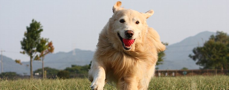 低脂肪・低カロリーなNatural Harvest(ナチュラルハーベスト)のドッグフードについてご紹介しています。