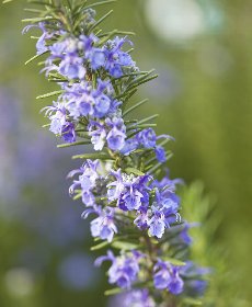 ヤラー　地鶏画像