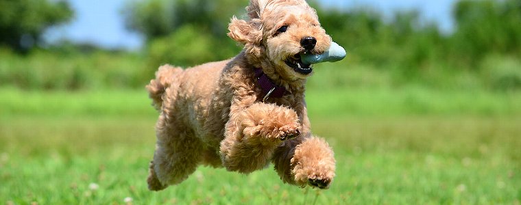 Nature's Variety(ネイチャーズ・バラエティ)のドッグフードについてご紹介しています。