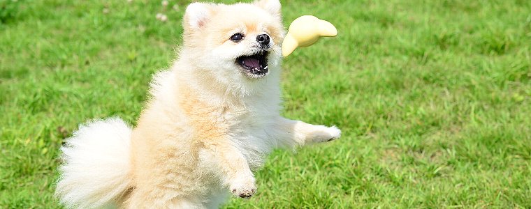 Nature Vet(ネイチャーベット)の犬用サプリメントについてご紹介しています。