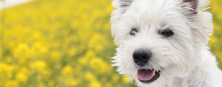 NOW Fresh(ナウフレッシュ)のドッグフードについてご紹介しています。