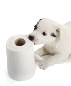 ペット用の非常袋の準備