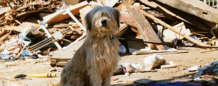 ペットとの震災時同行避難のために備えておくべきこと