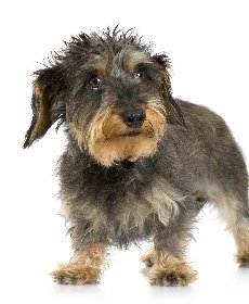 ビタミン不足も毛並みに影響