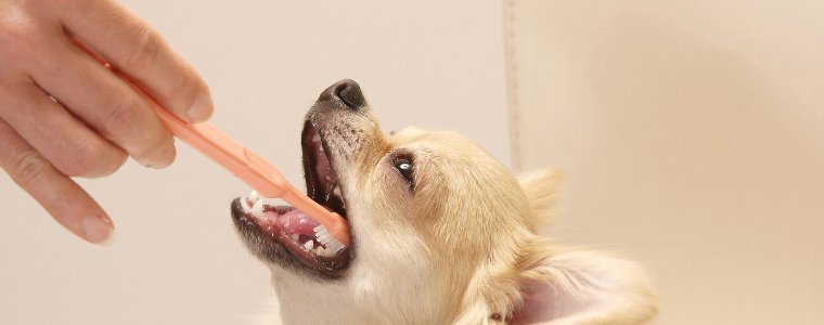 乳酸菌や歯石除去で犬の歯周病予防