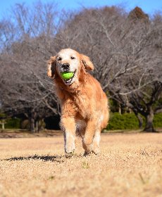 質の良いタンパク質