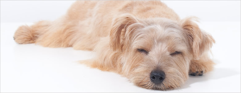 犬のいびきは病気?犬のイビキについて語っています。