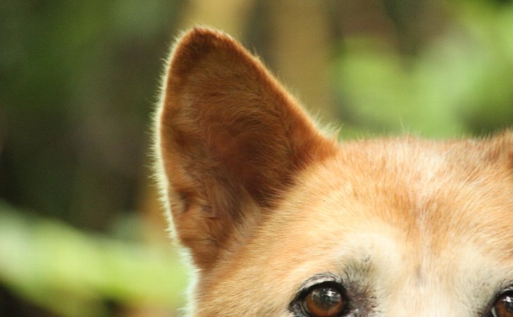 耳掃除の正しい方法