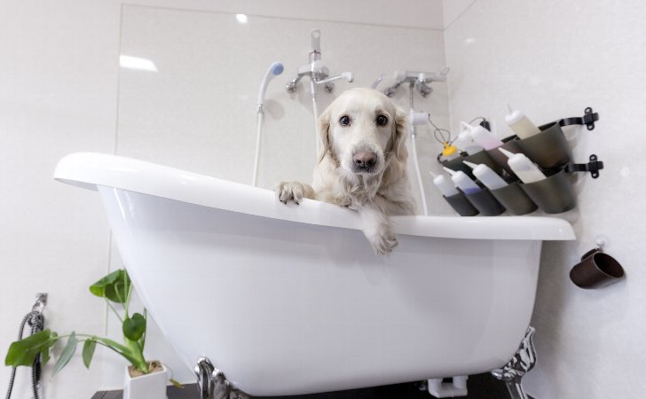 犬のシャンプー・お風呂の正しい方法