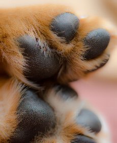 肉球の役割とは