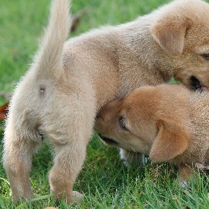 挨拶をするときのしっぽの振り方