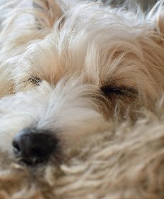 睡眠時間の増加や散歩中の息切れが出る