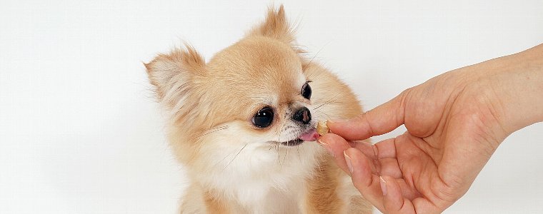 犬のオヤツについて語っています。
