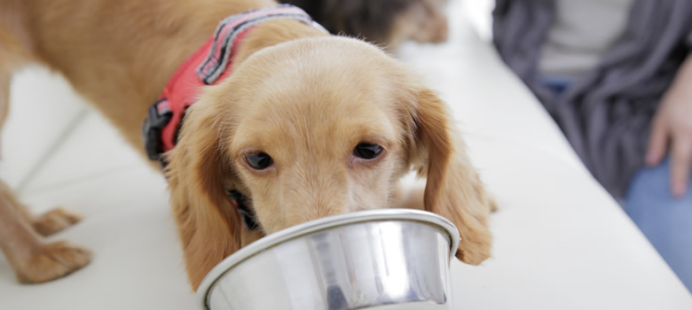 不足しがちな消化酵素の効果とは?サプリメントで犬の消化酵素を補おう