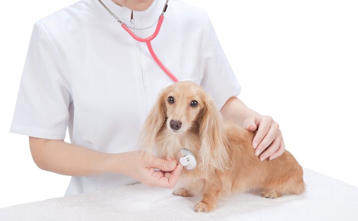 犬の尿トラブルのためのサプリメント
