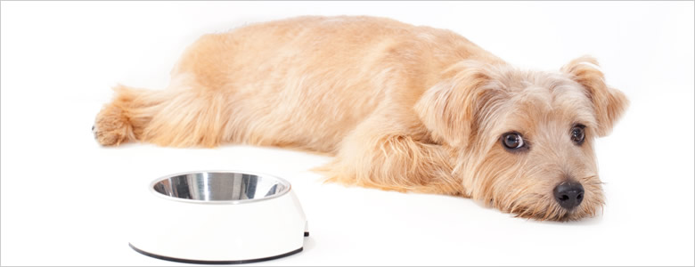 知っておきたい犬のアレルギーの症状~犬のアレルギーを対策しよう~アレルギーついて語っています。