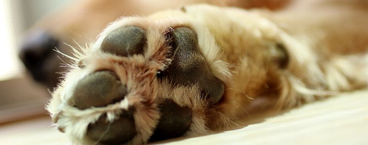 犬の肉球を徹底解説