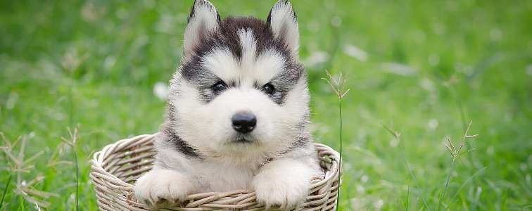 Timber Wolf(ティンバーウルフ)のハーブ配合ドッグフードについてご紹介しています。