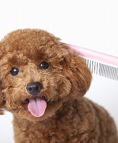 皮膚や毛をキレイに