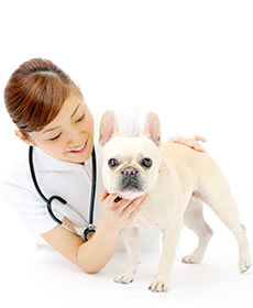 獣医さんとワンちゃんの画像