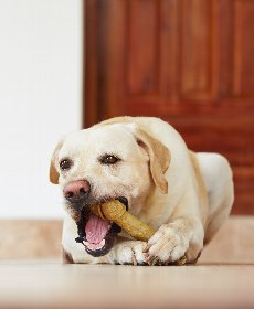 食生活の改善もデンタルケアに有効