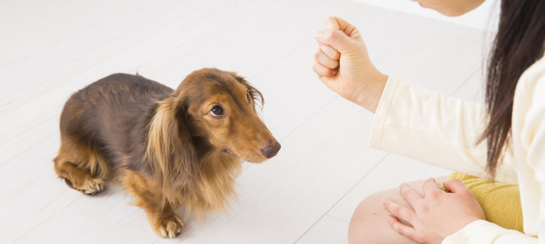 子犬のしつけ時期についてと子犬の基本的なしつけ方