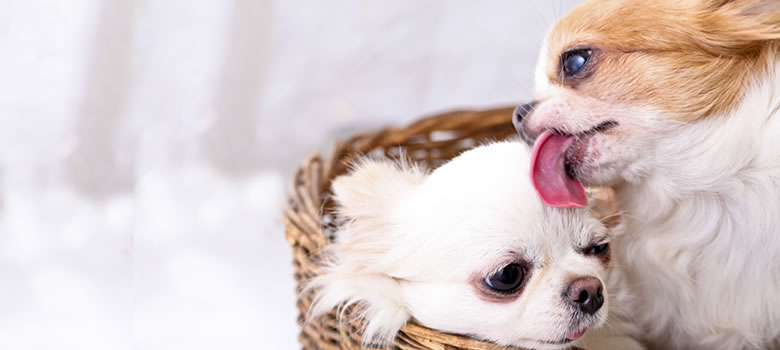 犬が飼い主や犬自身をなめる理由と意味