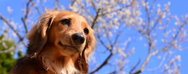 世界で始めてオーガニック認証を受けたヤラーのドッグフードについて語っています。