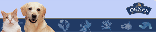 DENES（ディーンズ）