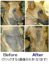 画像を大きく