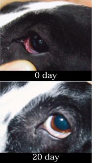 アレルギーが改善されていく様子