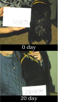 アレルギーが改善されていく様子