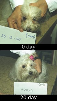 アレルギーが改善されていく様子